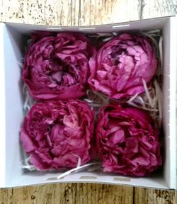 Paeonias Preservadas Grandes Caja 4 uds.
