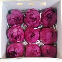 Pivoines Conservées Moyennes Boîte de 4 unités.