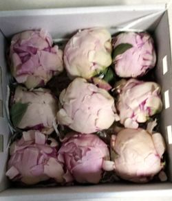 Pivoines Conservées Moyennes Boîte de 4 unités.