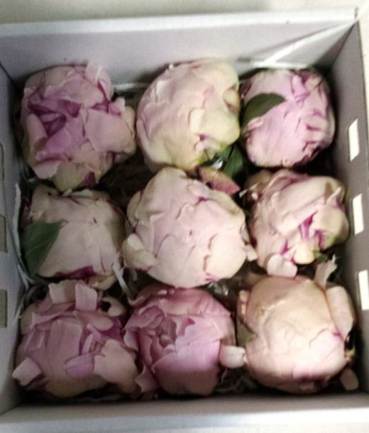 Pivoines Conservées Moyennes Boîte de 4 unités.