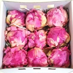 Pivoines Conservées Moyennes Boîte de 4 unités.