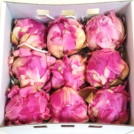 Pivoines Conservées Moyennes Boîte de 4 unités.