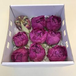 Pivoines Conservées Moyennes Boîte de 4 unités.