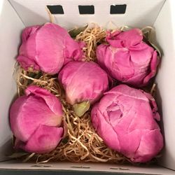 Pivoines Conservées MG Box 5 unités.