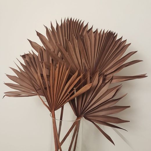 Palm Sun