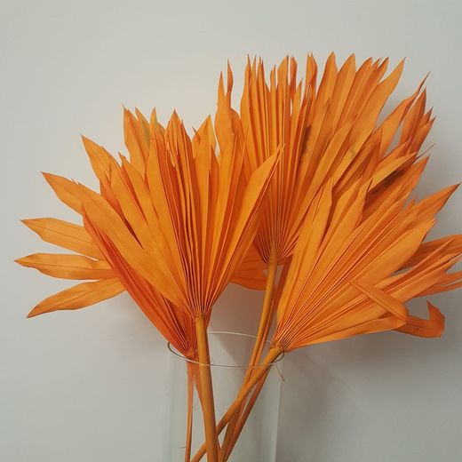 Palm Sun