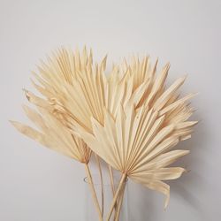 Palm Sun