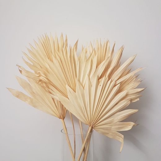 Palm Sun