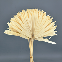 Palm Sun