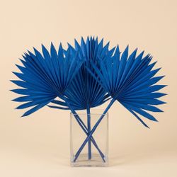 Palm Sun
