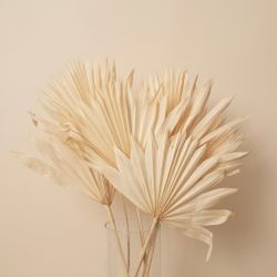 Palm Sun