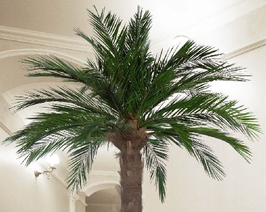 Palmera Phoenix Preservada