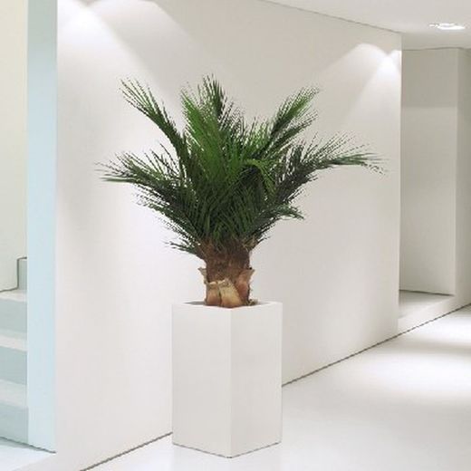 Palmera Phoenix Preservada
