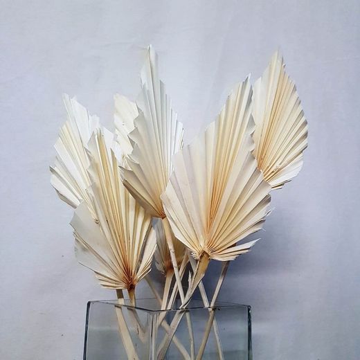 Palmito Corazón seco Palm Spear