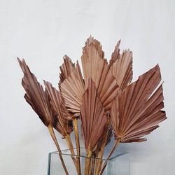 Palmito Corazón seco Palm Spear