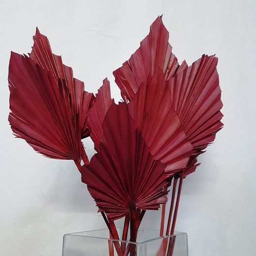 Palmito Corazón seco Palm Spear