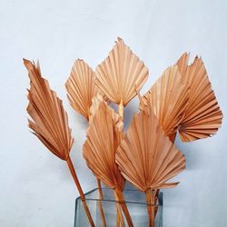 Palmito Corazón seco Palm Spear