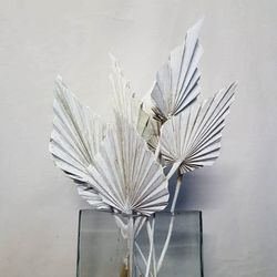 Palmito Corazón seco Palm Spear