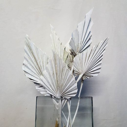 Palmito Corazón seco Palm Spear