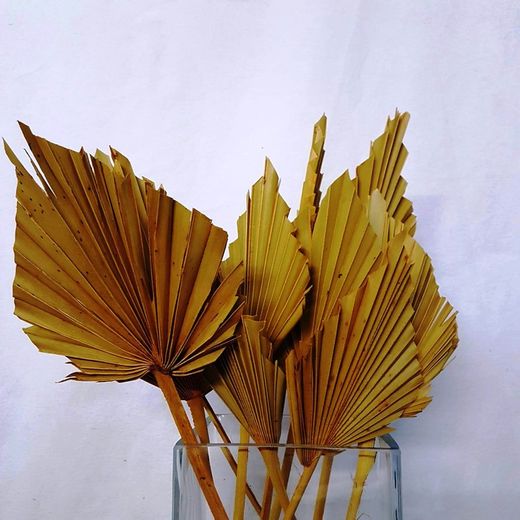 Palmito Corazón seco Palm Spear