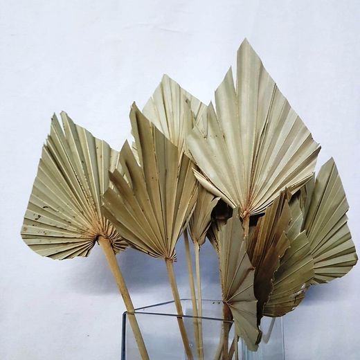 Palmito Corazón seco Palm Spear