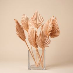 Palmito Corazón seco Palm Spear