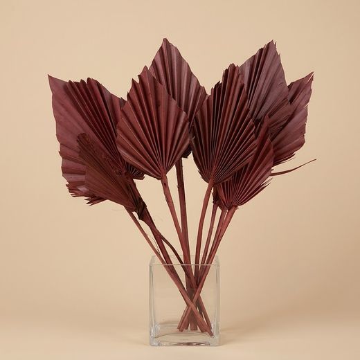 Palmito Corazón seco Palm Spear