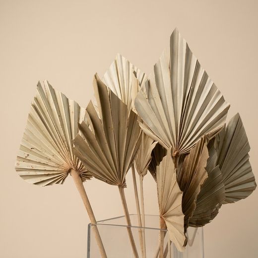 Palmito Corazón seco Palm Spear