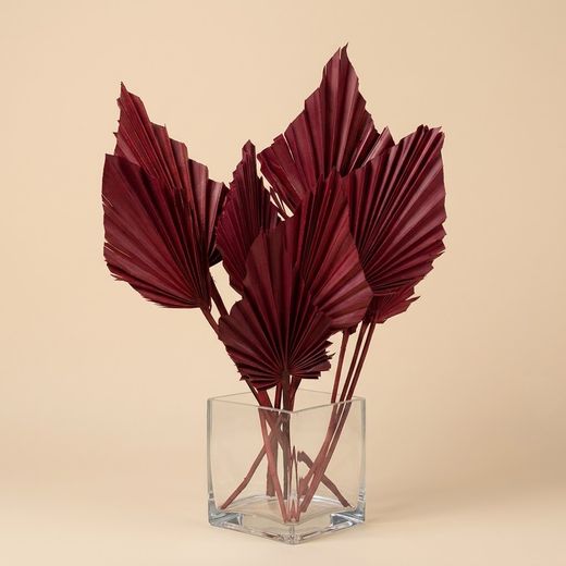 Palmito Corazón seco Palm Spear
