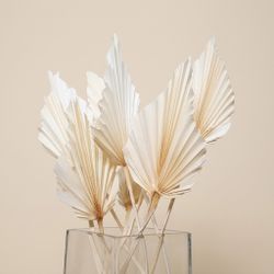 Palmito Corazón seco Palm Spear