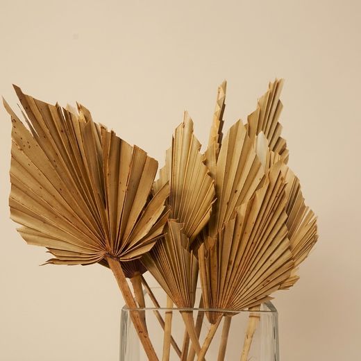 Palmito Corazón seco Palm Spear
