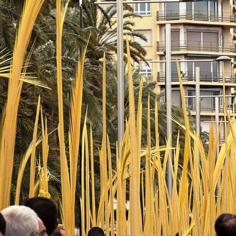Palmones Palmón Flor 140/150 cm