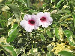 Pandorea Jasminoides Variegata Tutor