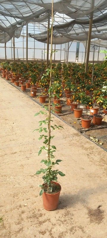 Pandorea Jasminoides Variegata Tutor
