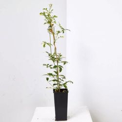 Pandorea Jazminoides