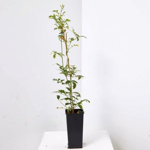 Pandorea Jazminoides
