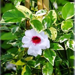 Pandorea Jazminoides Variegata