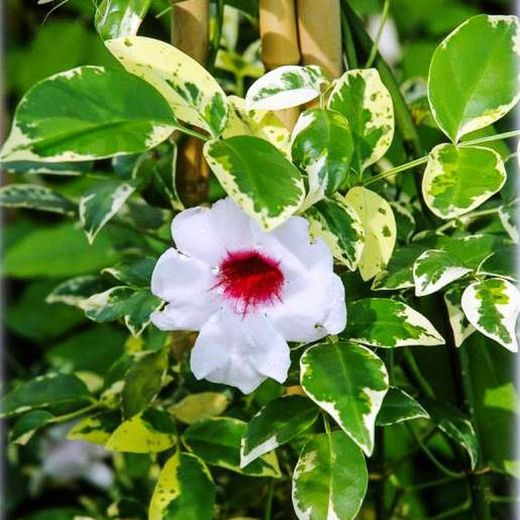 Pandorea Jazminoides Variegata