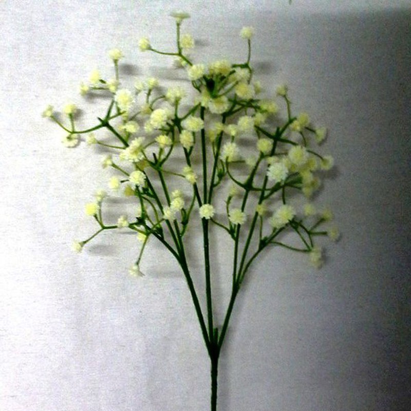 Gypsophilla Paniculata Seca — Floresfrescasonline