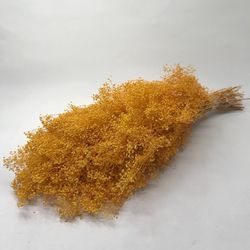 Gypsophila Paniculata Mini Preservada