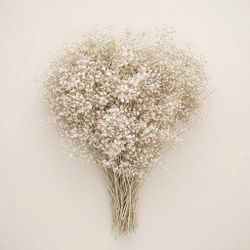 Gypsophila Paniculata Mini Preservada