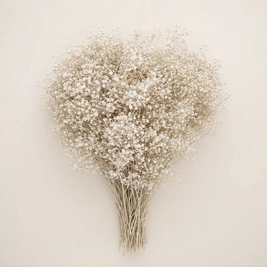 Gypsophila Paniculata Mini Preservada