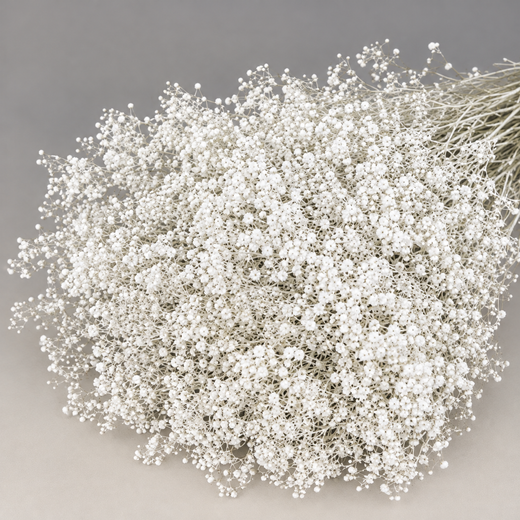 Gypsophila Paniculata Mini Preservada