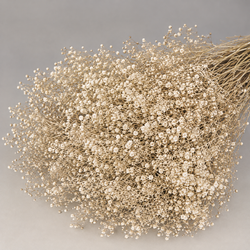 Gypsophila Paniculata Mini Preservada