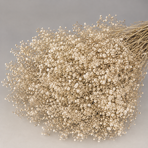 Gypsophila Paniculata Mini Preservada