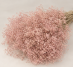 Gypsophila Paniculata Mini Preservada