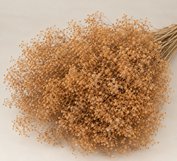 Gypsophila Paniculata Mini Preservada