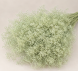 Gypsophila Paniculata Mini Preservada