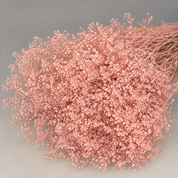 Gypsophila Paniculata Mini Preservada