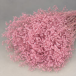 Gypsophila Paniculata Mini Preservada